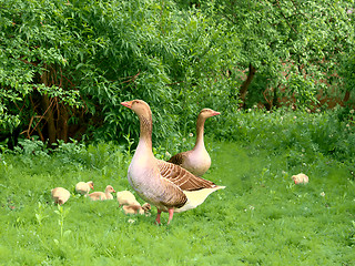 Image showing Geese and goslings