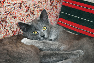 Image showing Two cats resting on a chair