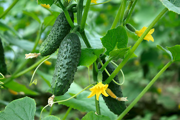 Image showing Greenhouse cucumbers