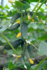Image showing Many small green cucumbers