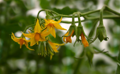 Image showing Tomatoes flowers