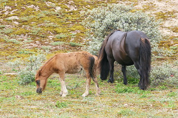 Image showing Mare with foal