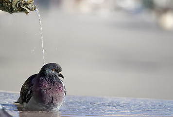 Image showing Shower time