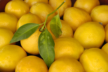 Image showing Lemon with leaf & Friends