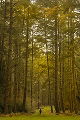 Image showing Giant Trees