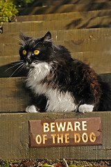 Image showing Beware says Kitty