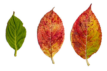 Image showing Hydrangea leaves isolated