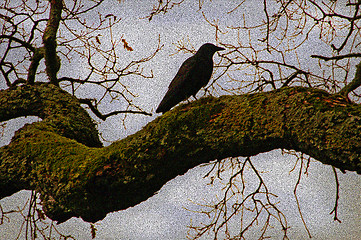 Image showing Crow silhouette