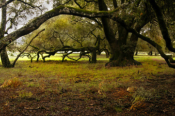 Image showing Enchanted Forest