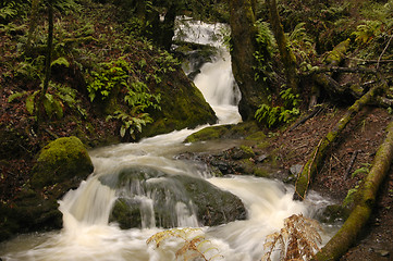 Image showing Forest Waterfall