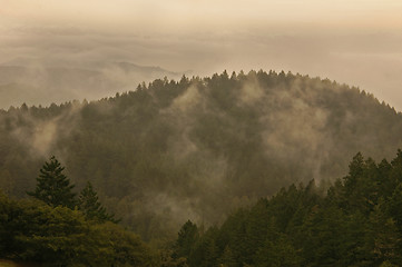 Image showing Mountain Mist