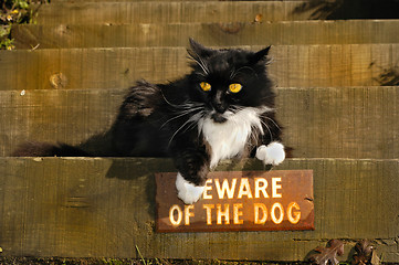 Image showing Defiant Kitty