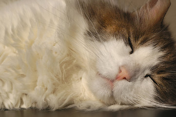 Image showing Kitty Dreams