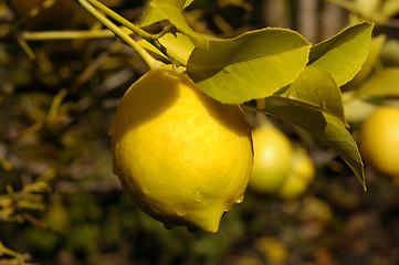 Image showing Lemon Tree Drip