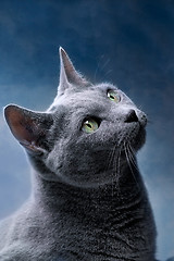 Image showing Russian Blue Cat