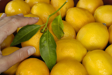 Image showing Pick a Lemon