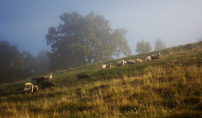 Image showing Schafe im Nebel