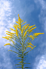 Image showing Inflorescence yellow wildflowers