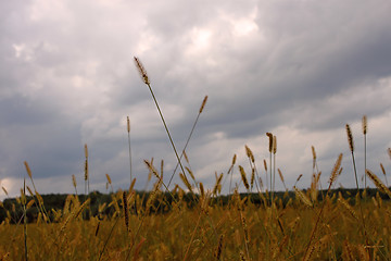 Image showing Cereal weeds in the meadow in early autumn