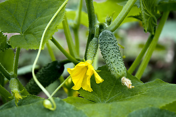 Image showing Cucumbers in greenhouse