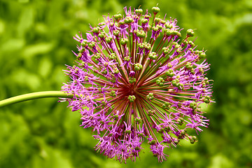 Image showing Inflorescence of allium