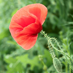 Image showing Red poppy flower