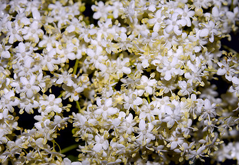 Image showing Inflorescence elder