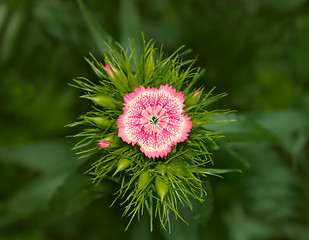 Image showing Inflorescence of phlox