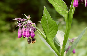 Image showing Bumblebee collects nectar