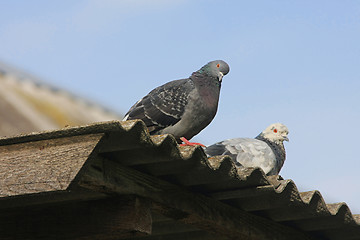 Image showing Pigeons on the roof.