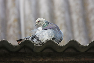 Image showing Pigeon on the roof.
