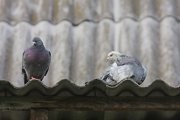 Image showing Pigeons on the roof.