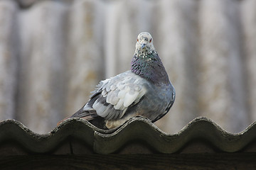 Image showing Pigeon on the roof.