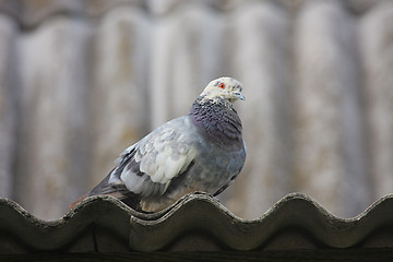 Image showing Pigeon on the roof.