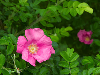 Image showing Wild rose