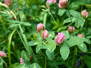 Image showing Clover flowers