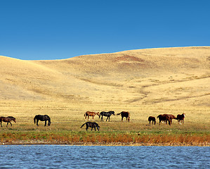 Image showing grazing horses on yellow hills