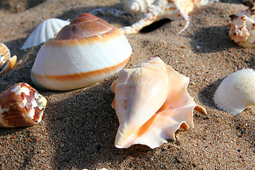 Image showing seashells on sand