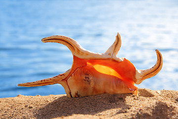 Image showing orange seashell and sea