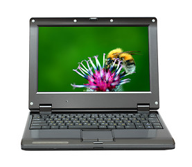 Image showing laptop with bumble-bee on thistle flower