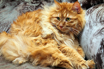 Image showing fluffy bobtail cat