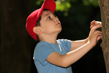 Image showing Little boy looking at tree