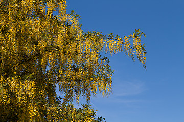 Image showing Tree with yellow flowers