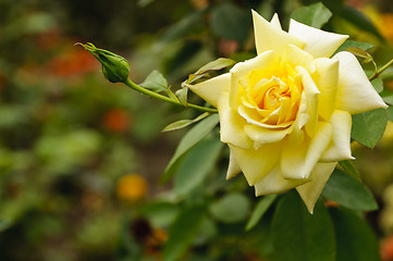 Image showing Yellow rose background