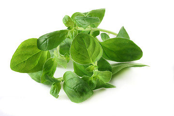 Image showing Oregano