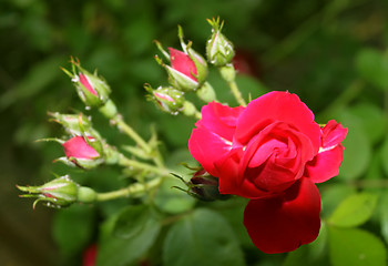 Image showing Blooming Red Rose