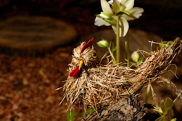 Image showing Straw quail