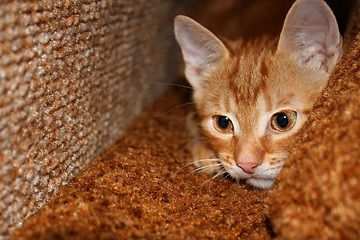 Image showing Little red-headed cat