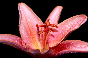 Image showing Pink lily isolated