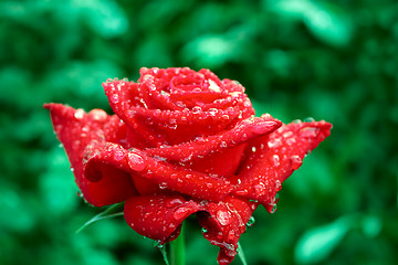 Image showing Blooming roses after rain